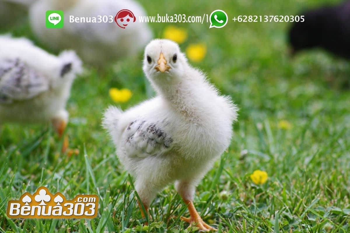 Pemasangan Betting Judi Ayam Situs S1288